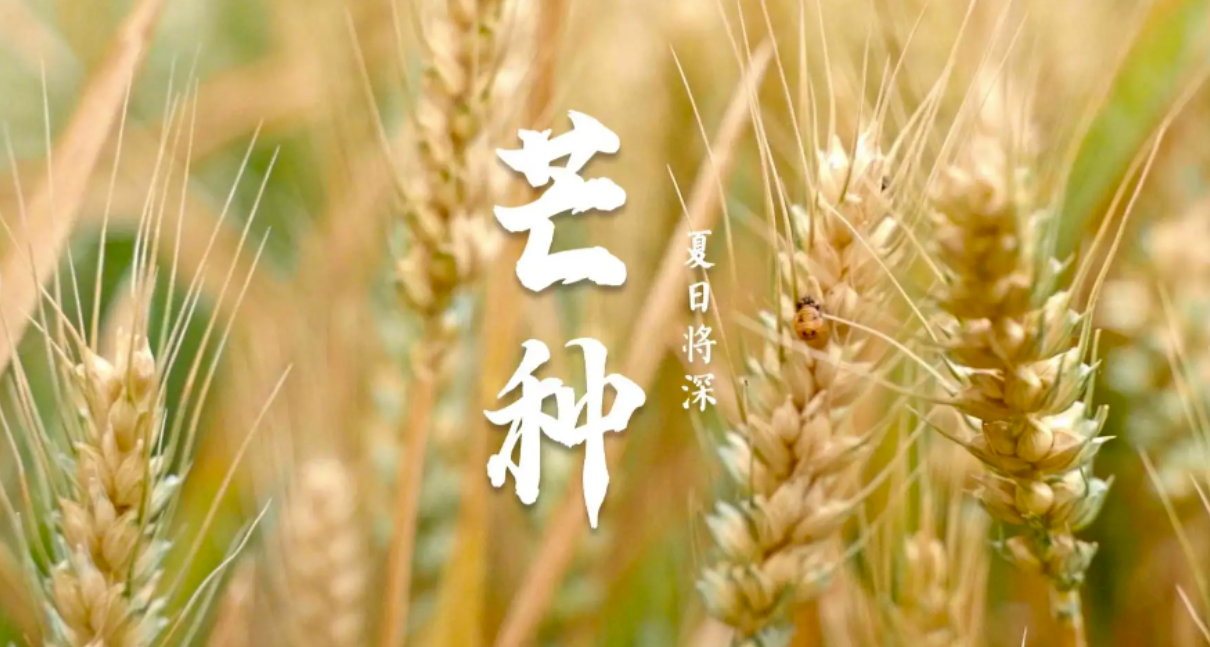 芒種時(shí)節(jié)：播種希望，收獲美好